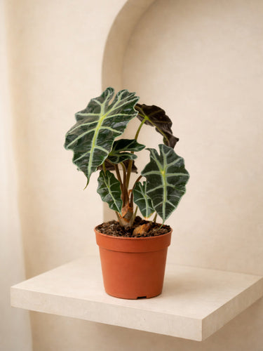 Elephant Ear