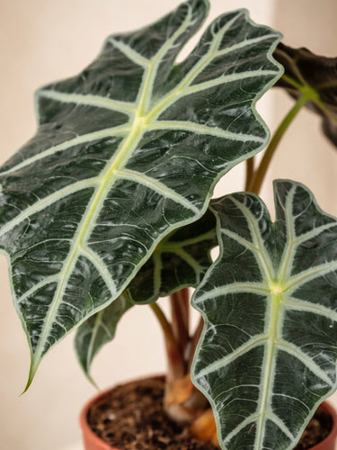 Elephant Ear