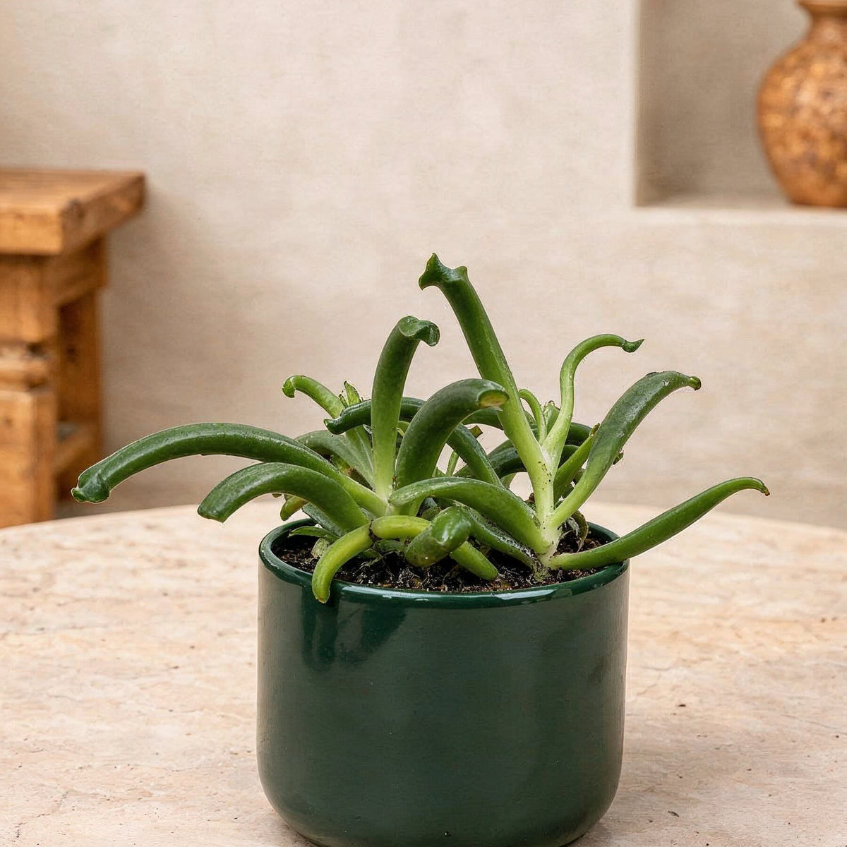 Cotyledon Elephant's Trunk | Sculptural Succulent