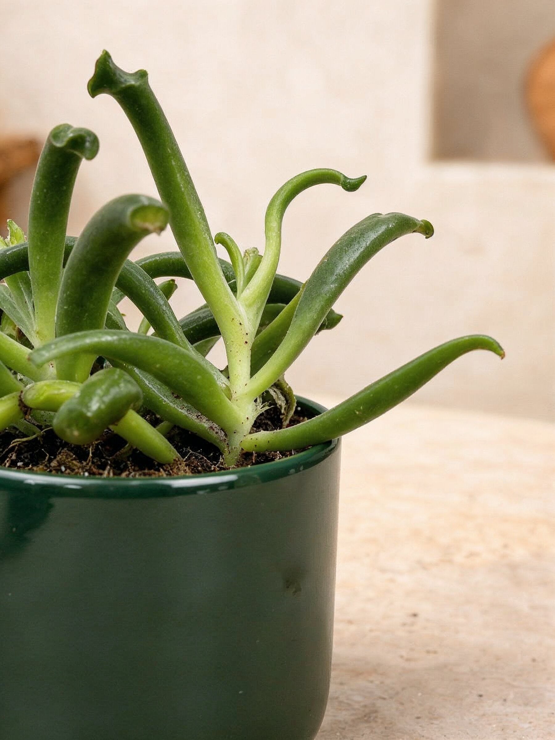 Cotyledon Elephant's Trunk