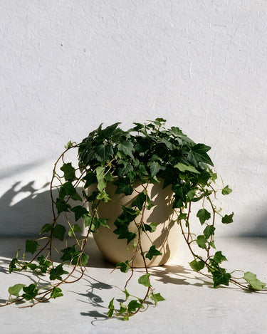 English Ivy