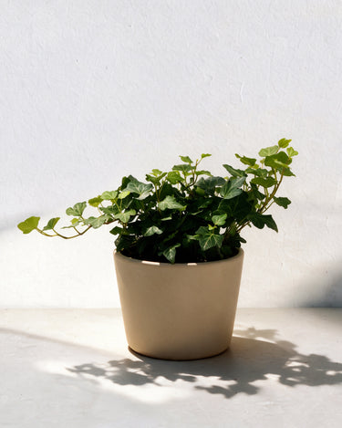 English Ivy