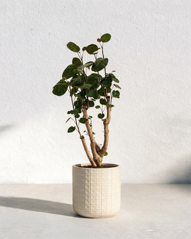 Fabian Aralia