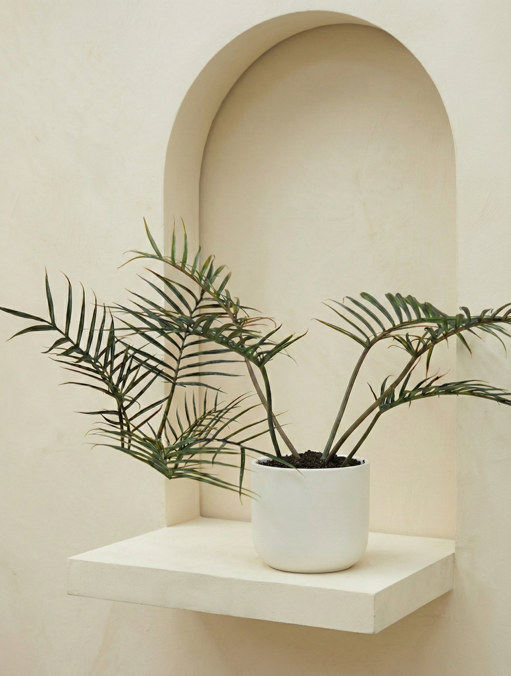 Fernleaf Philodendron