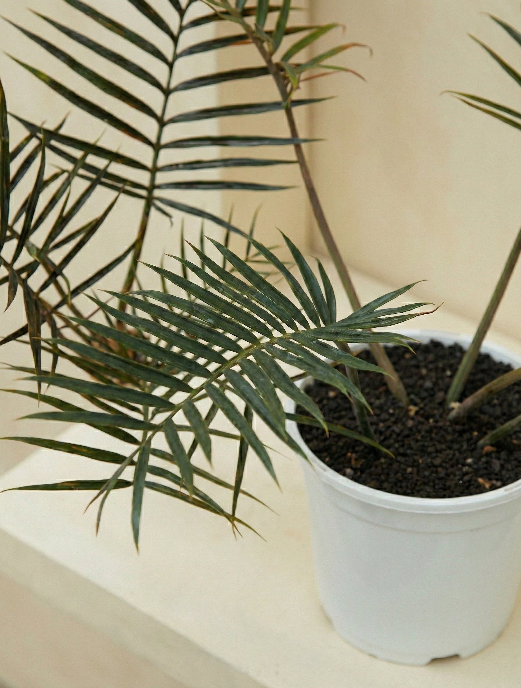 Fernleaf Philodendron