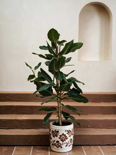 Ficus Joy