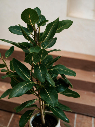 Ficus Joy