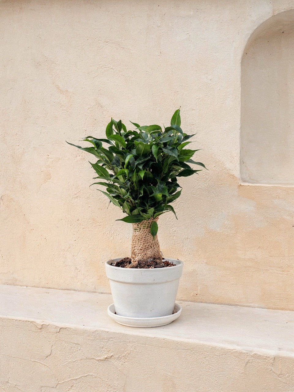 Ficus Natasja