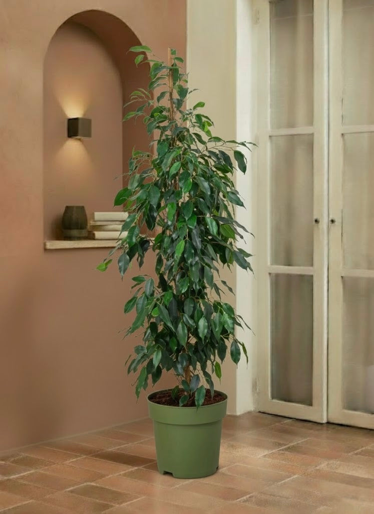 is ficus benjamina an indoor plant Weeping Fig - Ficus Benjamina | Trees - Outdoor Plants