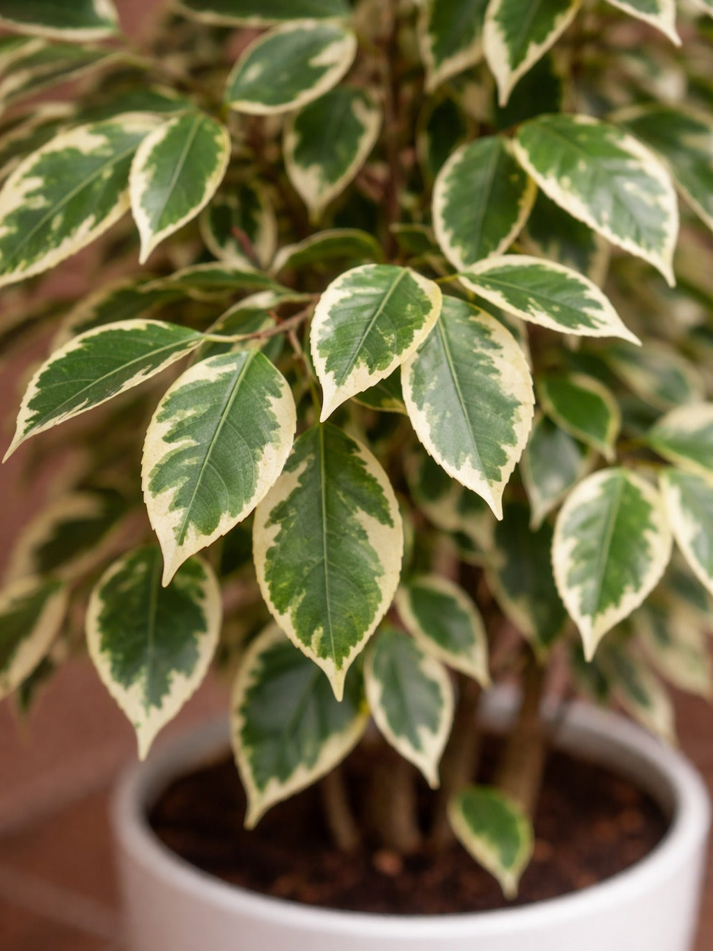 Ficus Benjamina Starlight
