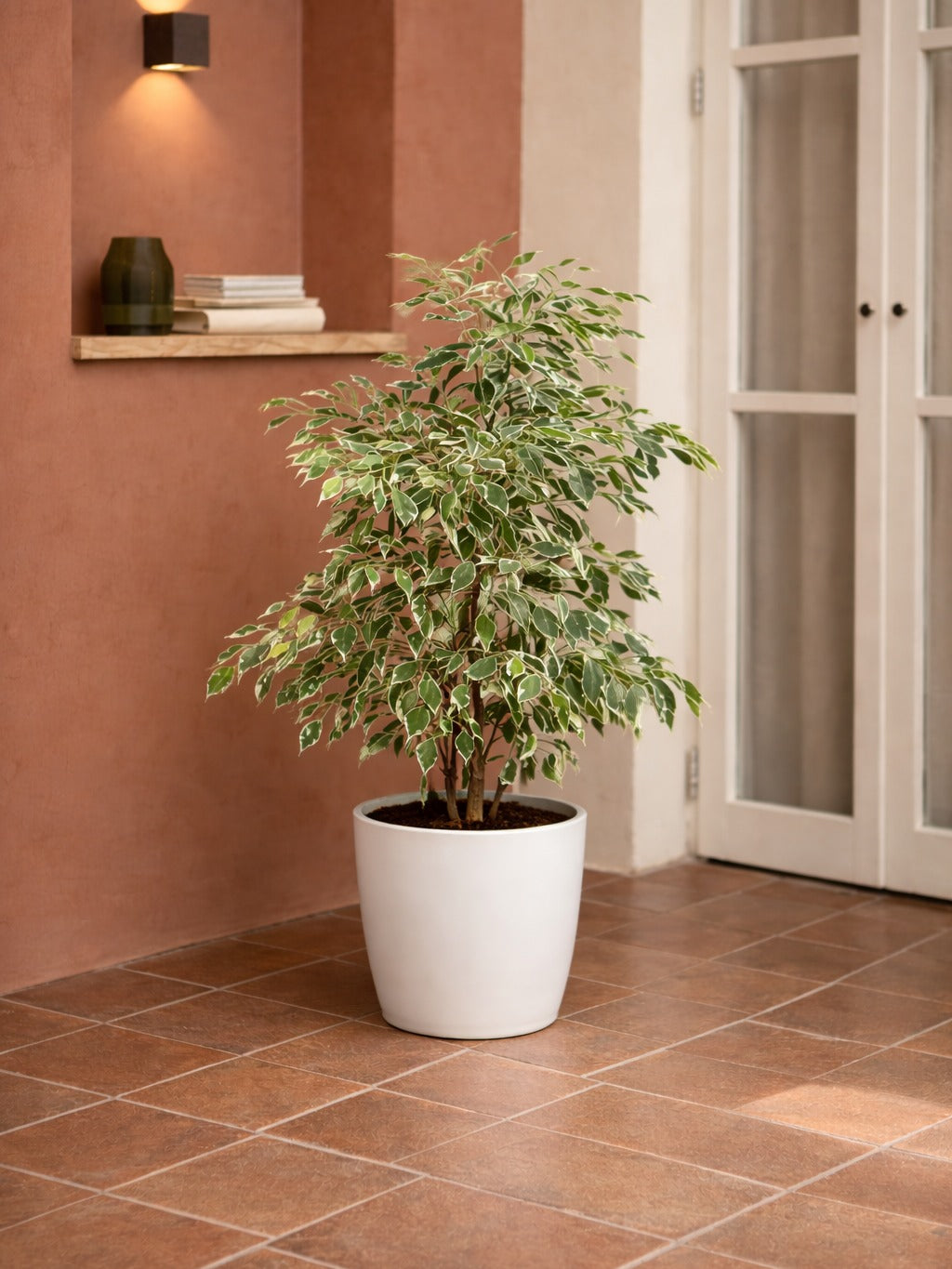 Ficus Benjamina Starlight