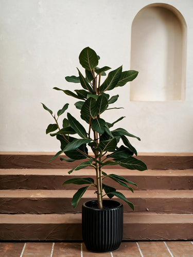 Ficus Joy
