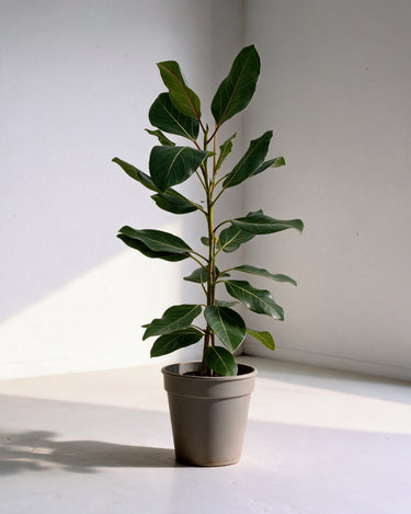 Ficus Joy