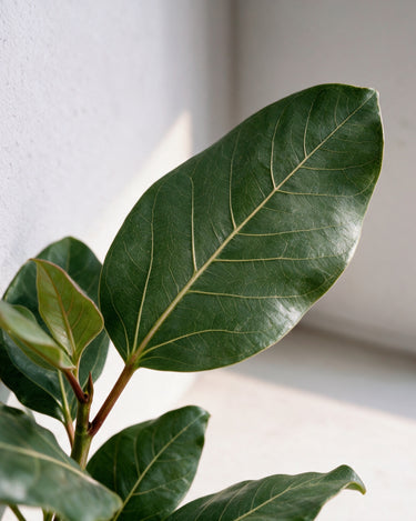 Ficus Joy