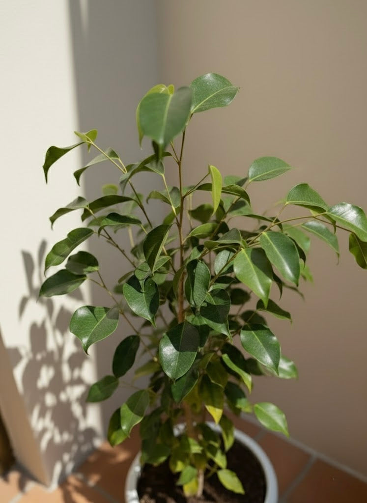 Ficus Benjamina Outdoor
