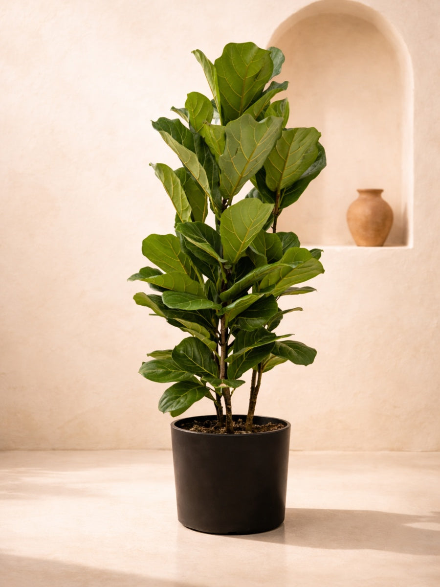 Fiddle Leaf Plant