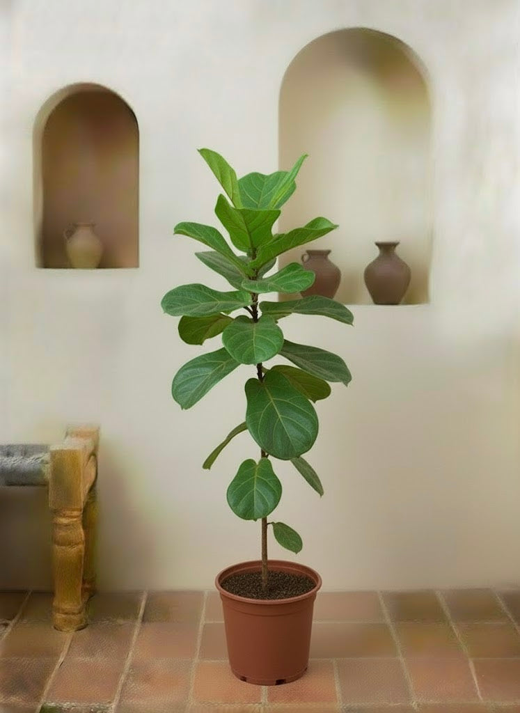 Fiddle Leaf Plant