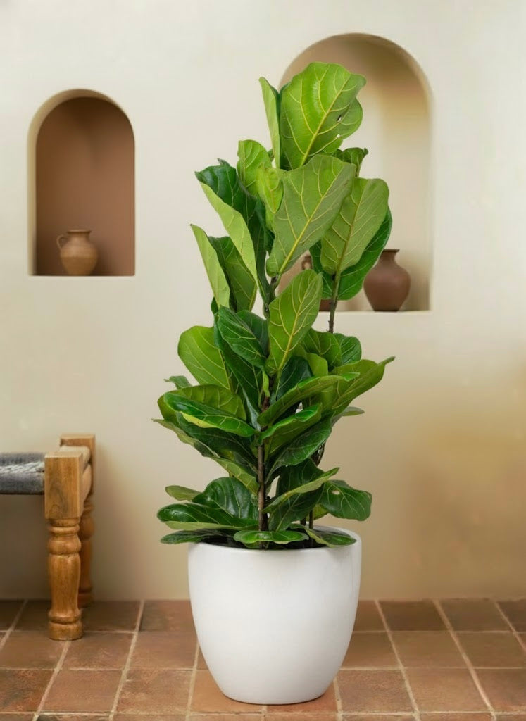 Fiddle Leaf Plant