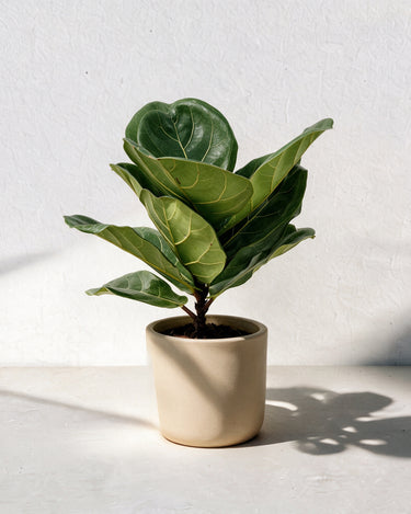 Fiddle Leaf Plant