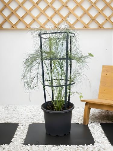 Firecracker Plant