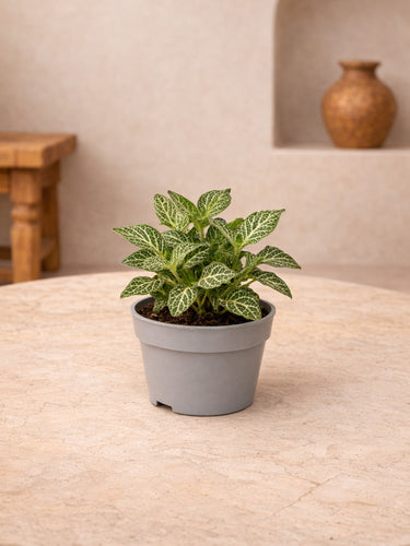 Fittonia Green