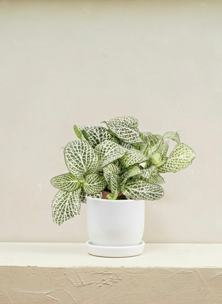 Fittonia Green