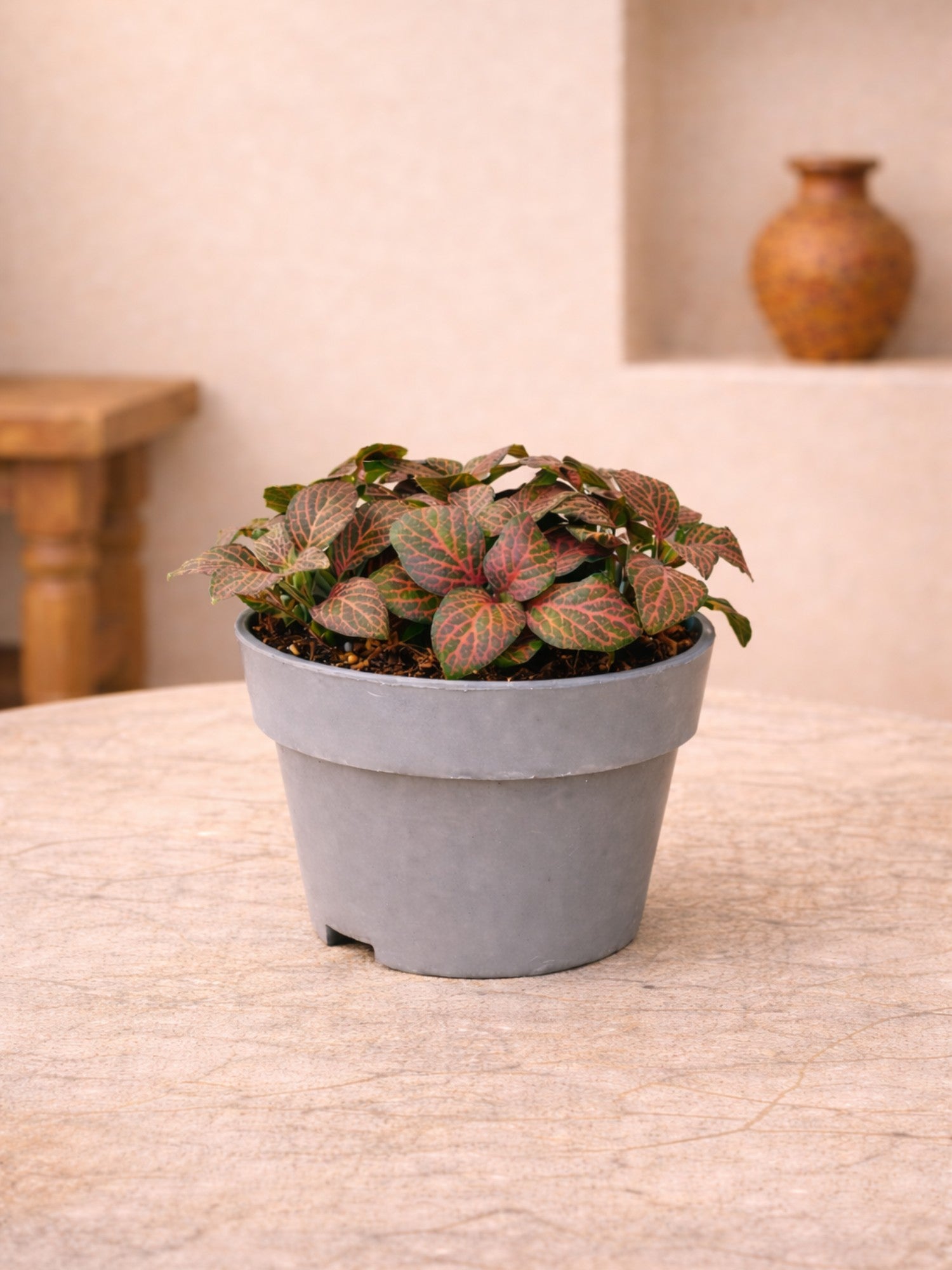 Fittonia Red