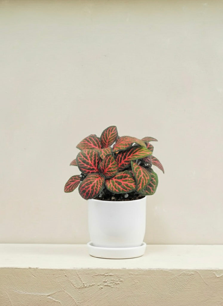 Fittonia Red