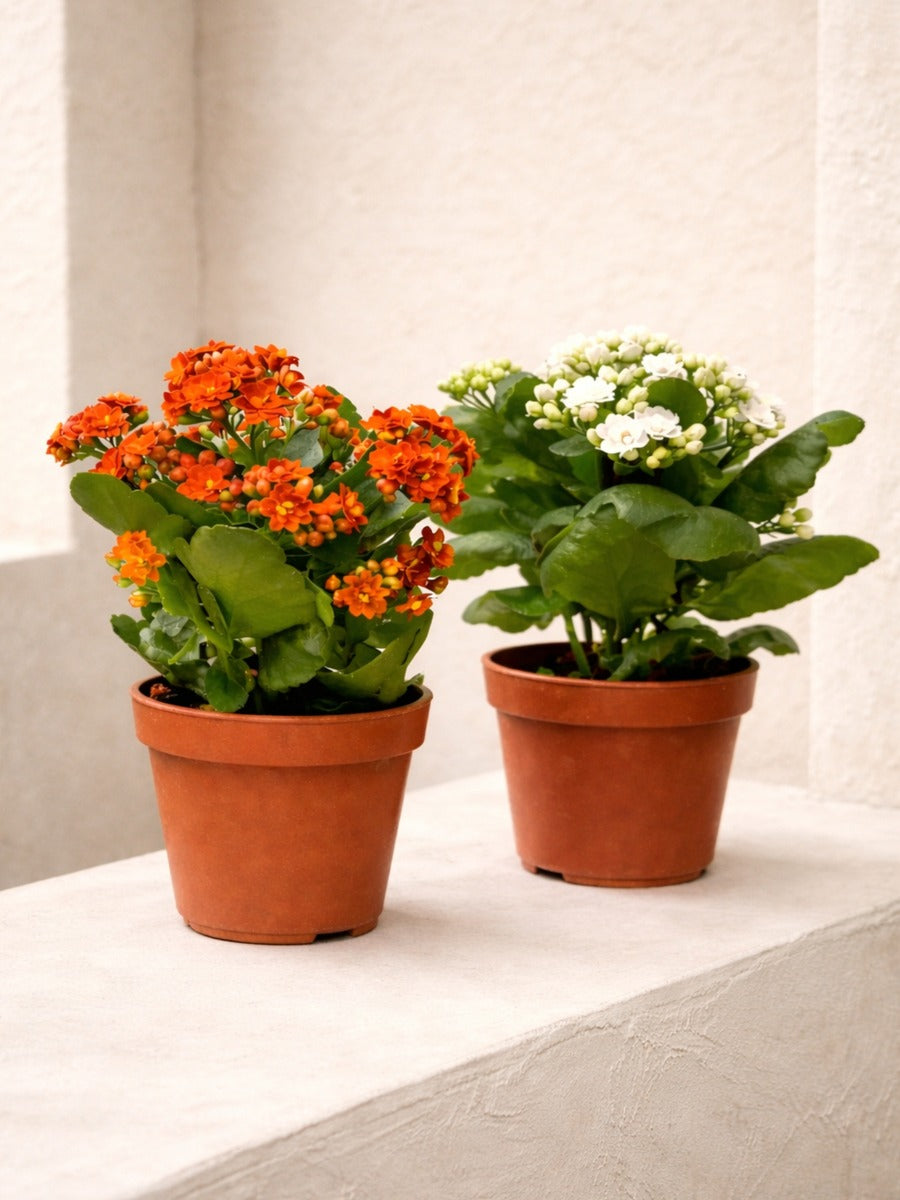 Flaming Katy 'Kalanchoe'