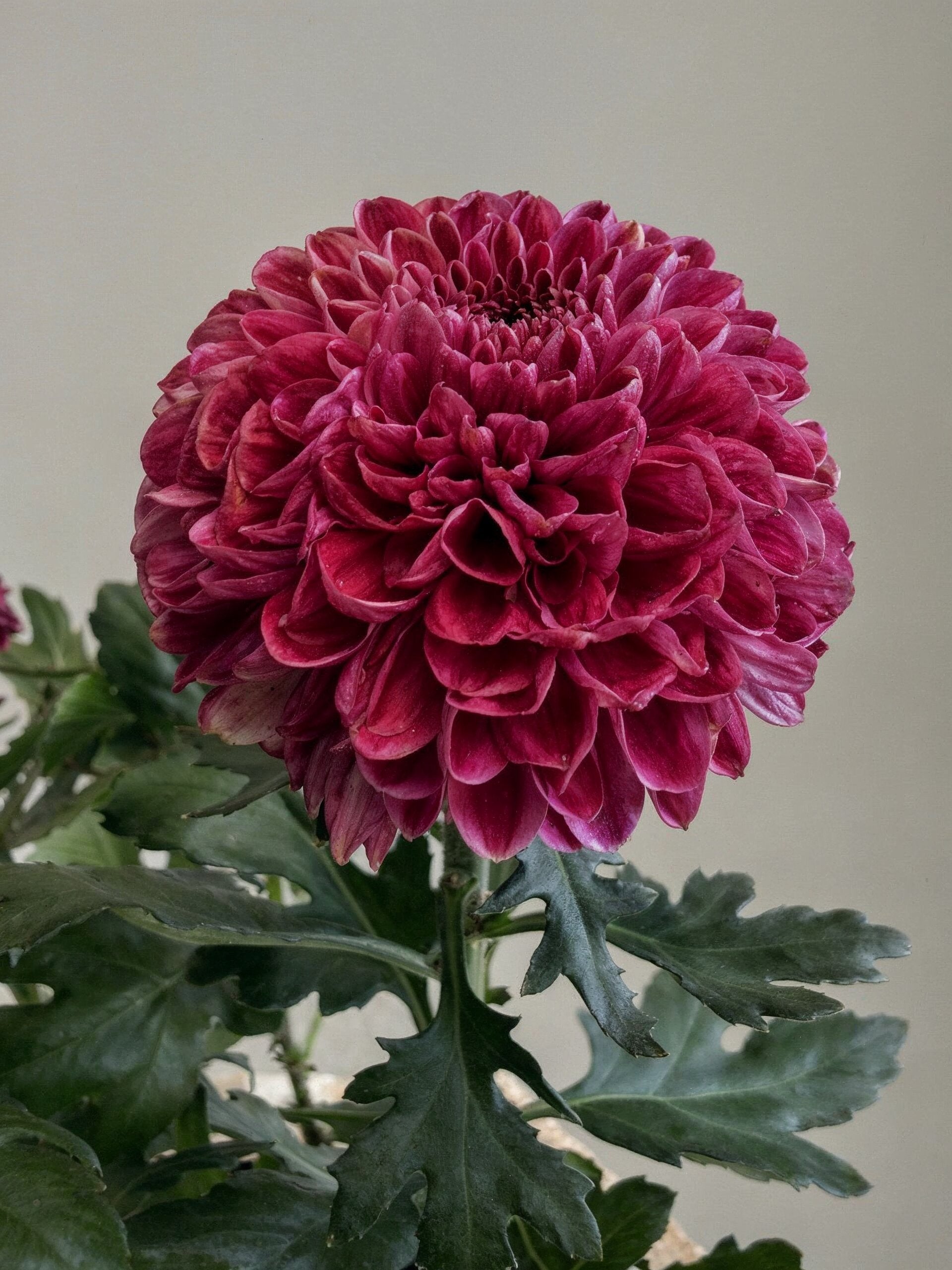 Florist's Chrysanthemum