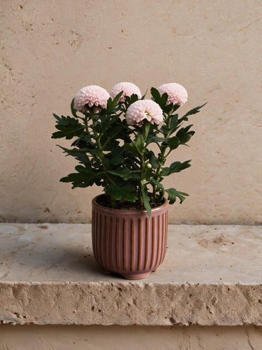 Florist's Chrysanthemum