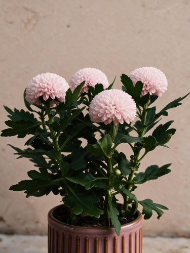 Florist's Chrysanthemum