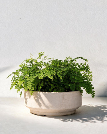 Fragrant Maidenhair Fern Bowl