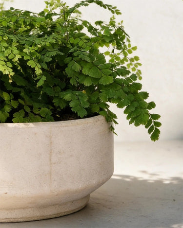 Fragrant Maidenhair Fern Bowl