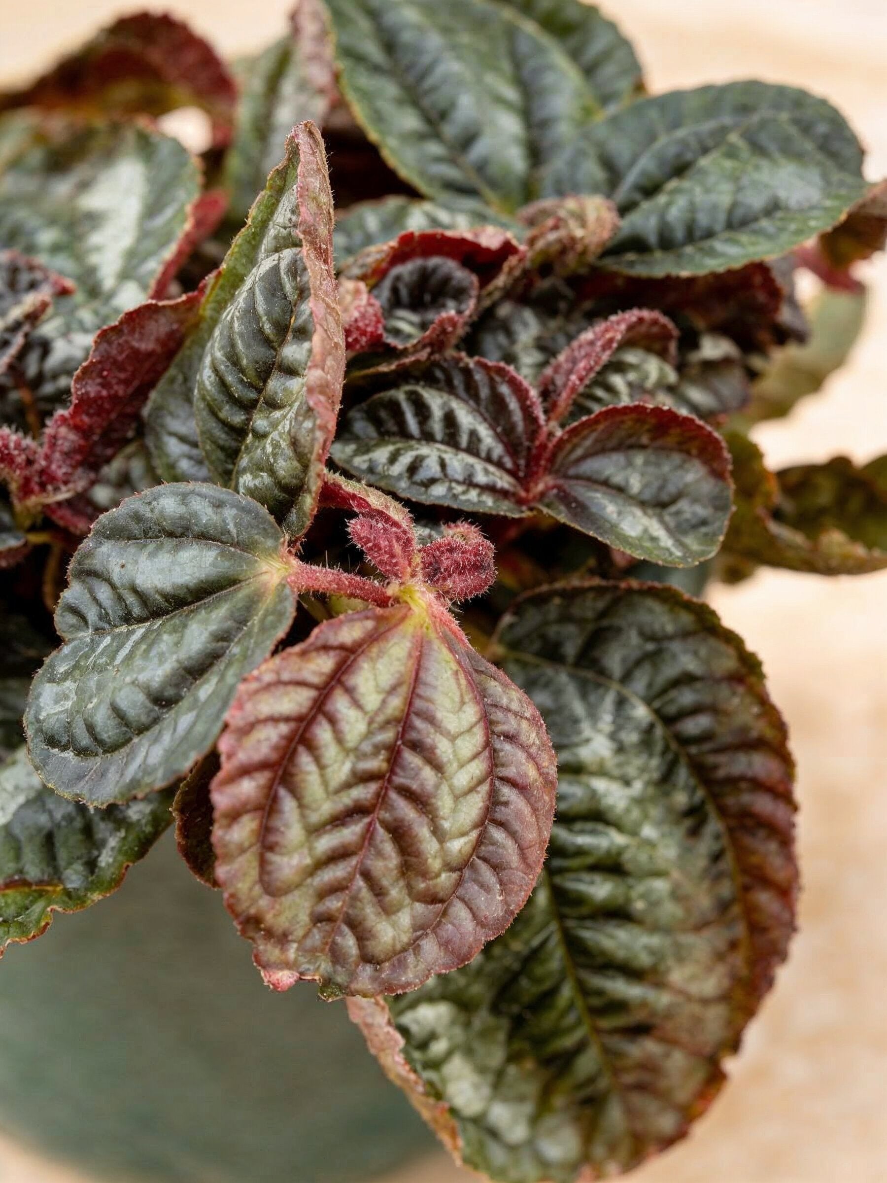 Friendship Plant