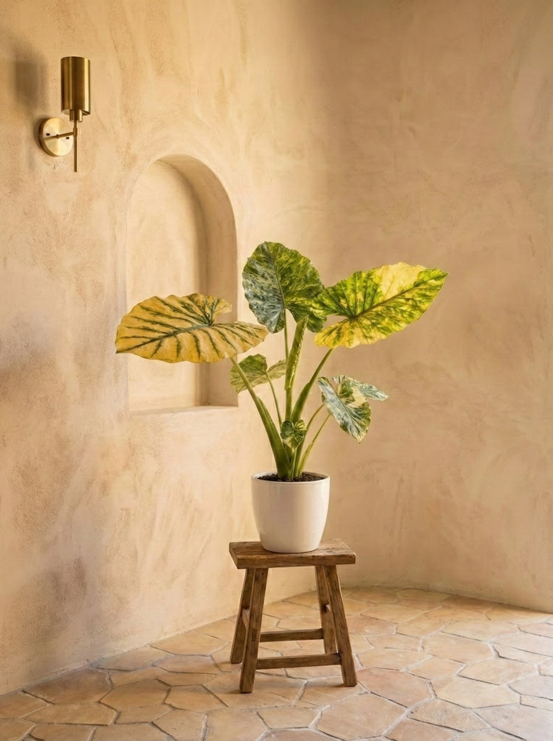 Variegated Giant Taro