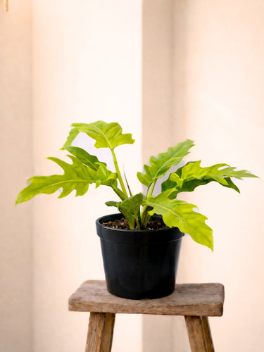 Philodendron Golden Crocodile