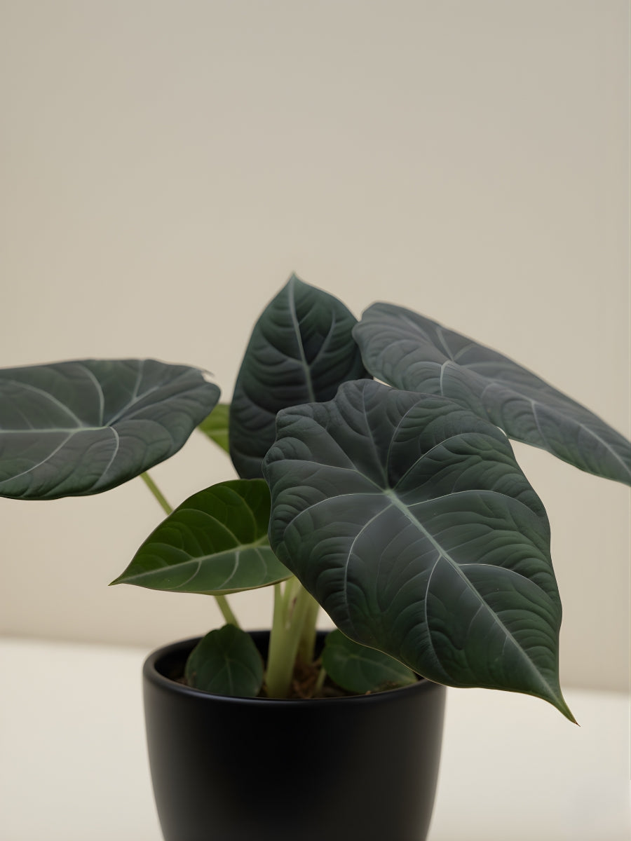 Alocasia Grey Dragon