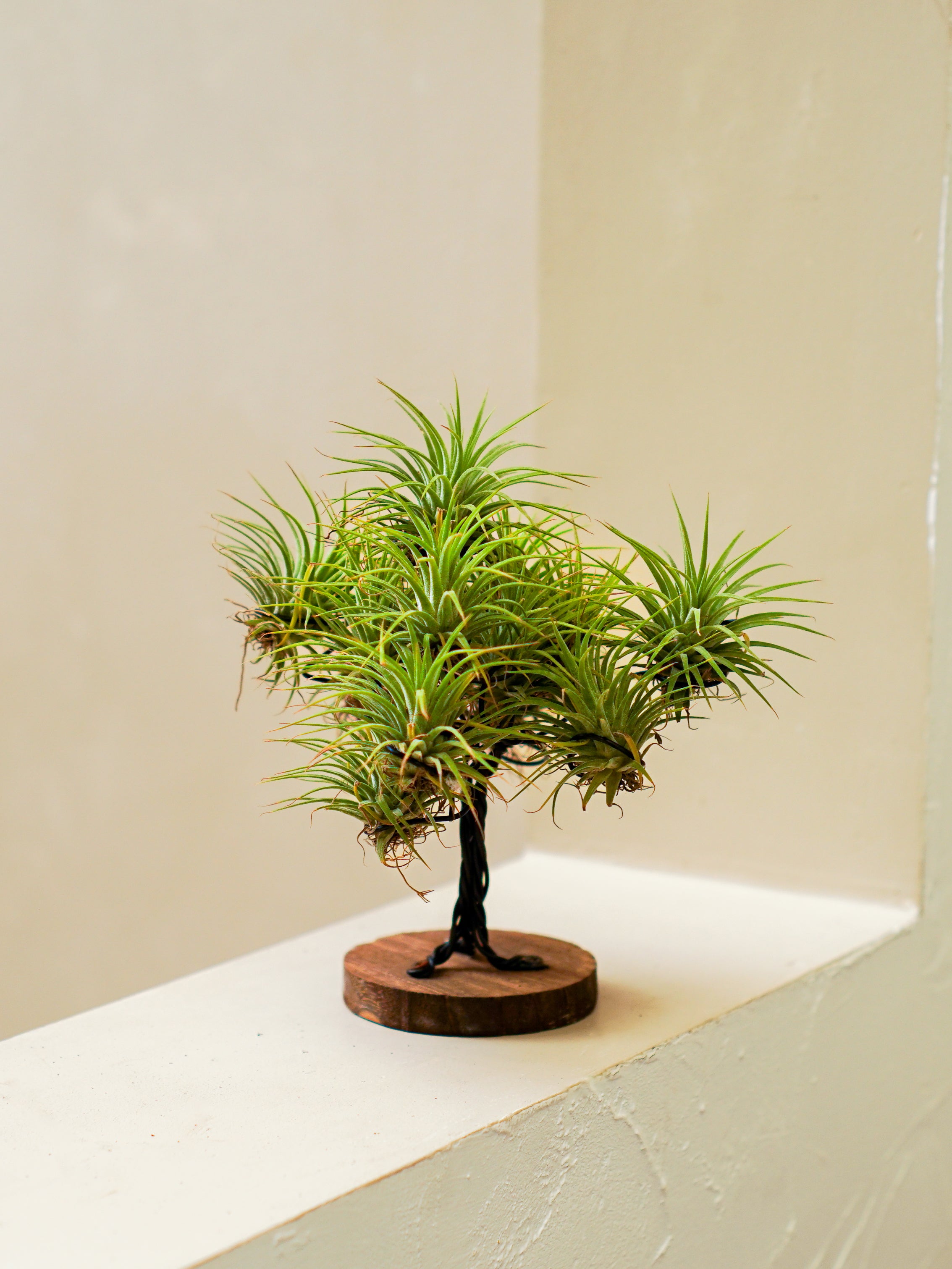 Air Plant