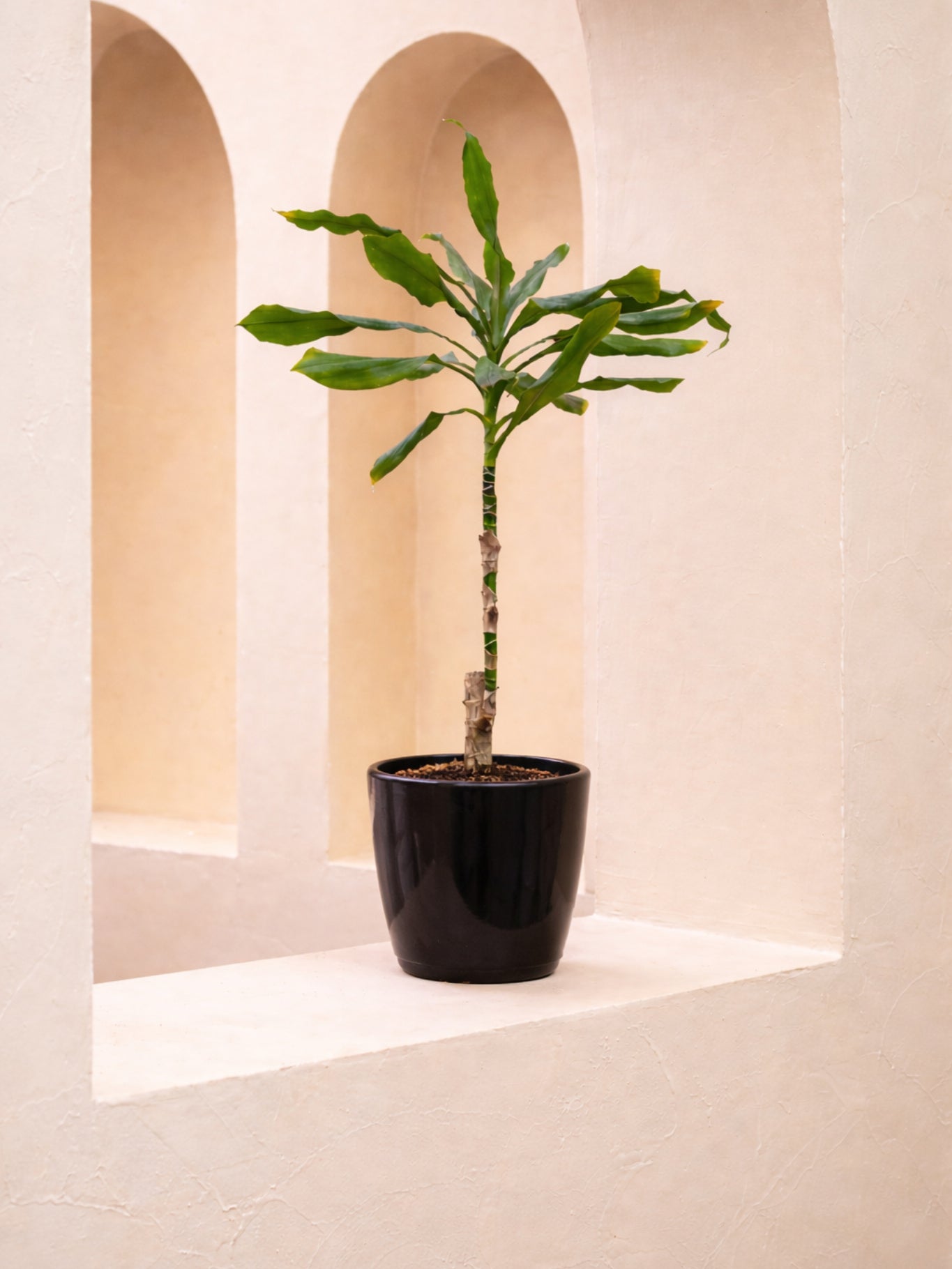 Cornstalk Plant Head