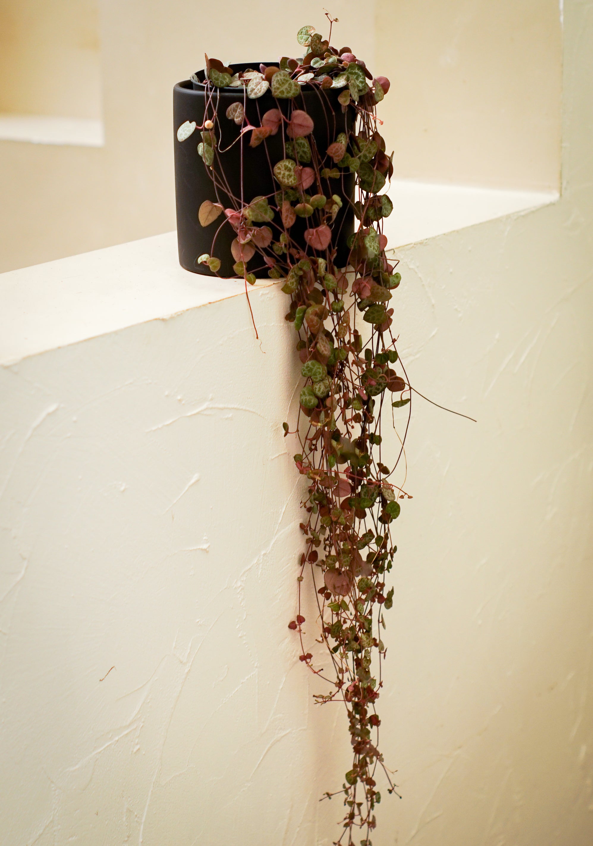 String of Hearts