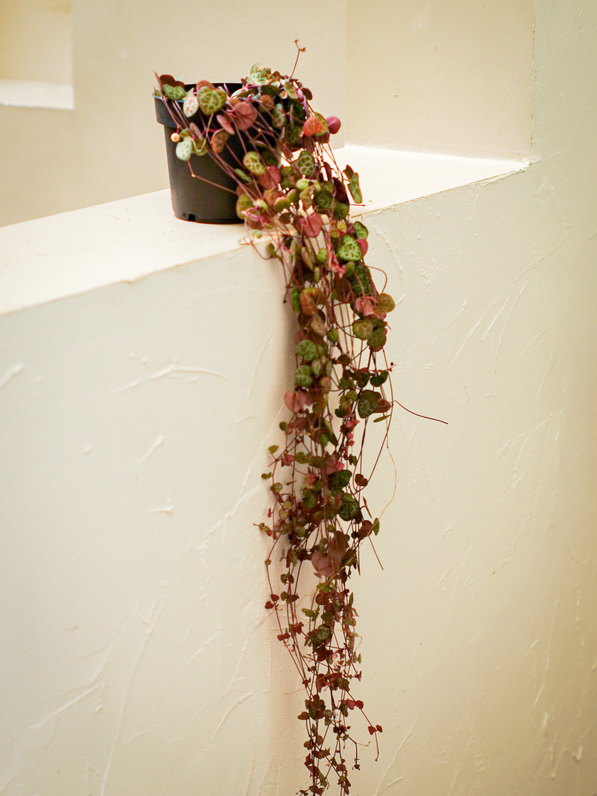 String of Hearts