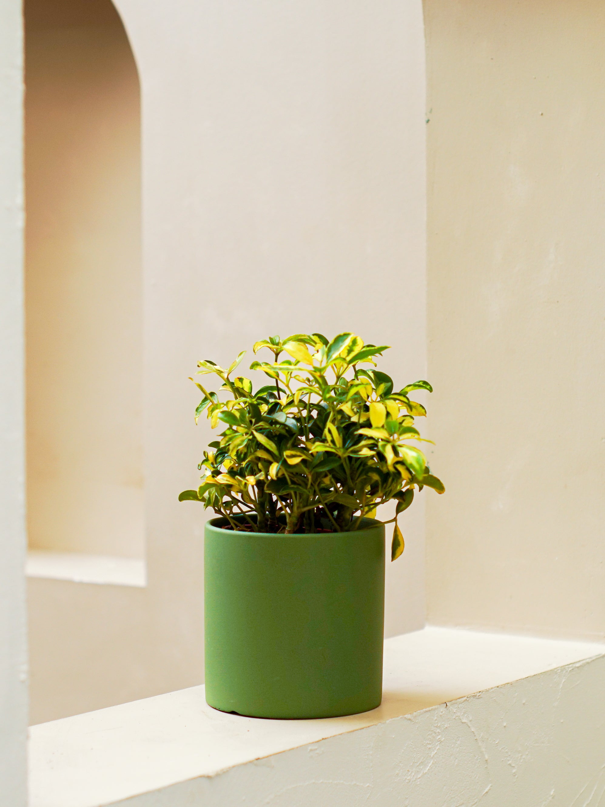 Umbrella Plant