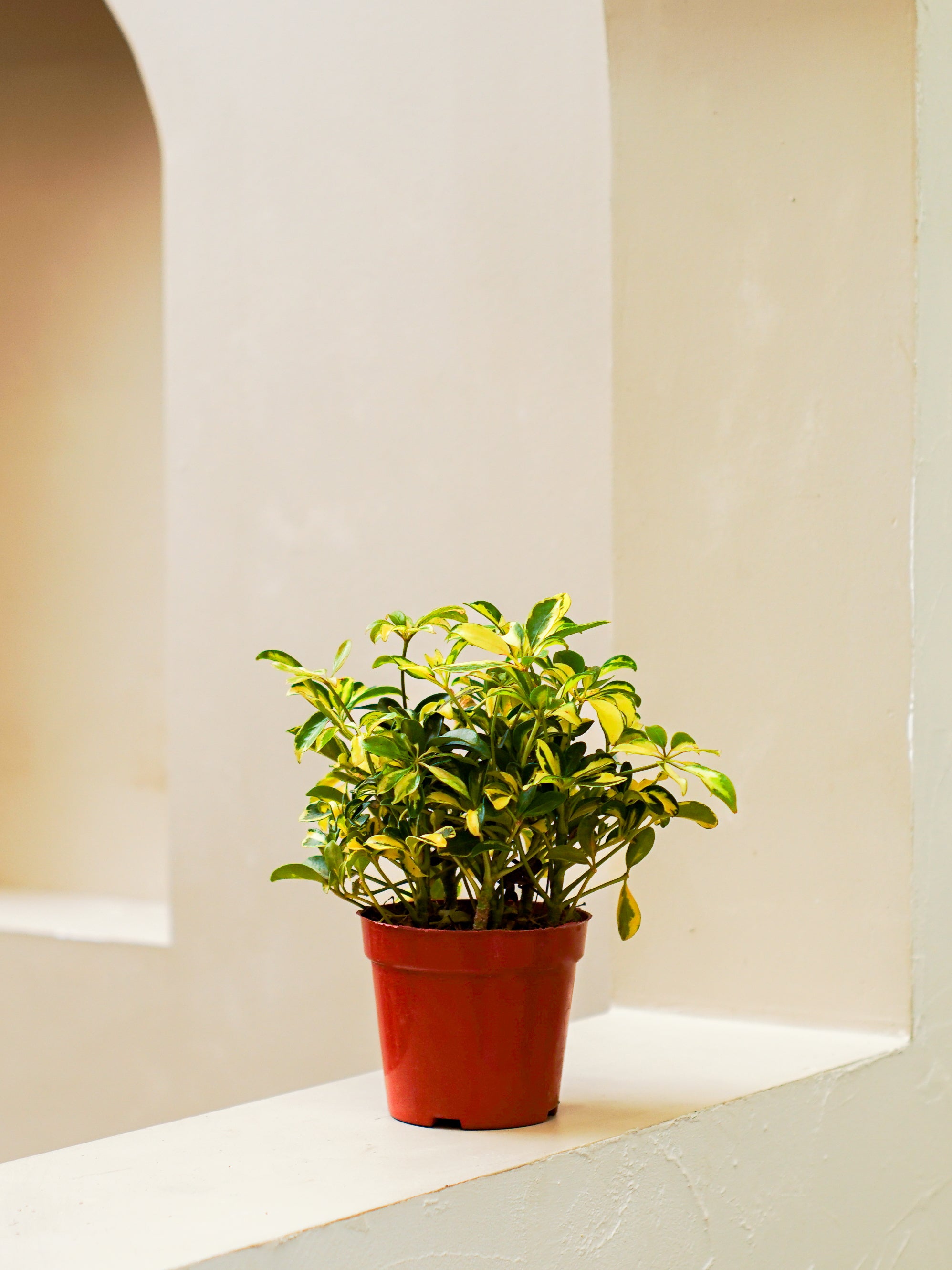Umbrella Plant