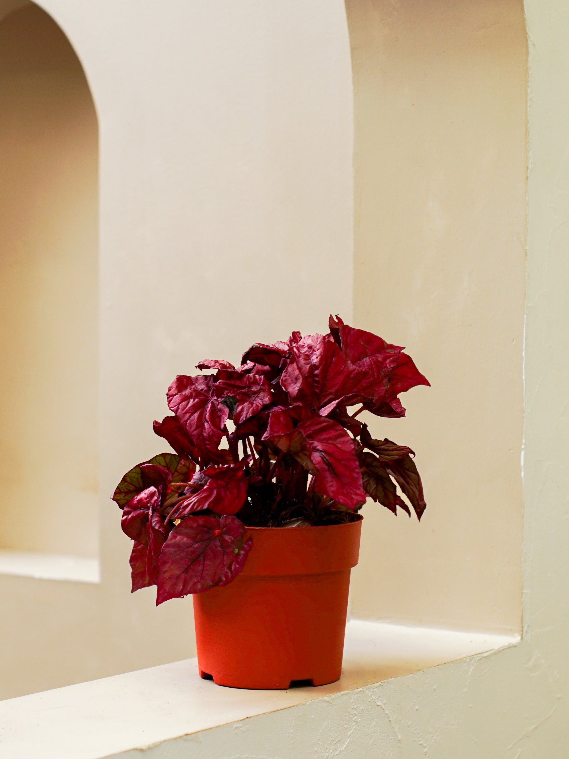 Begonia Red