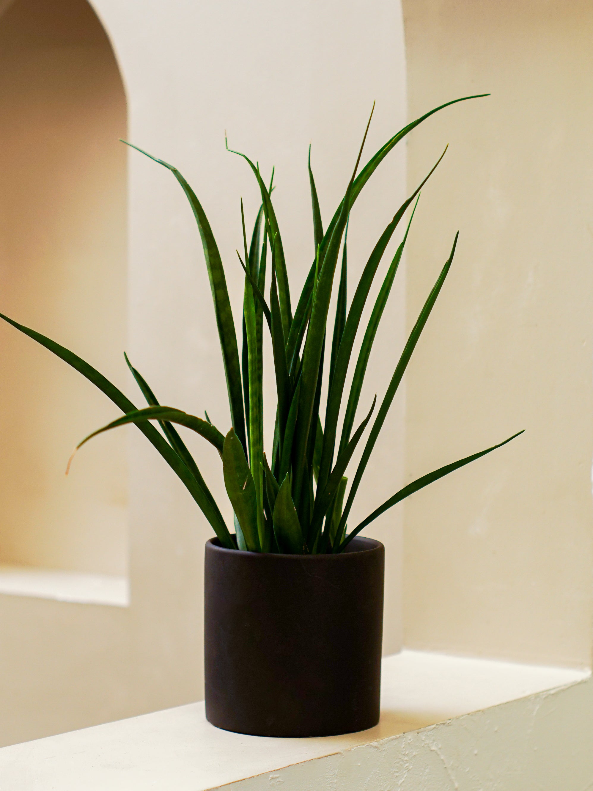 Sanseveria Ogun