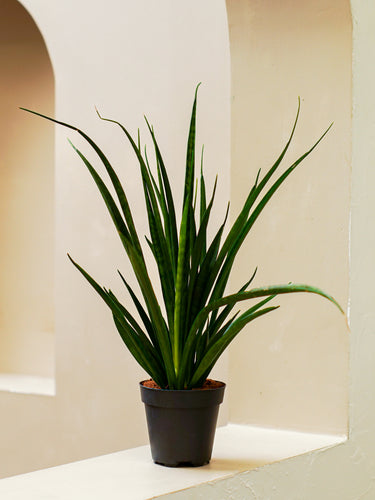 Sansevieria Ogun