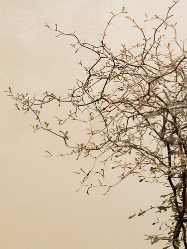 Corokia Cotoneaster