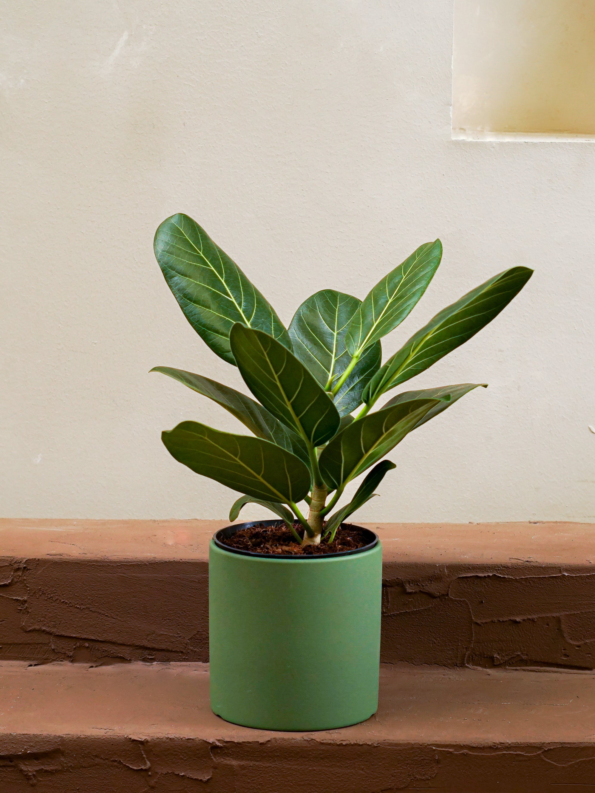 Baniyan Plant