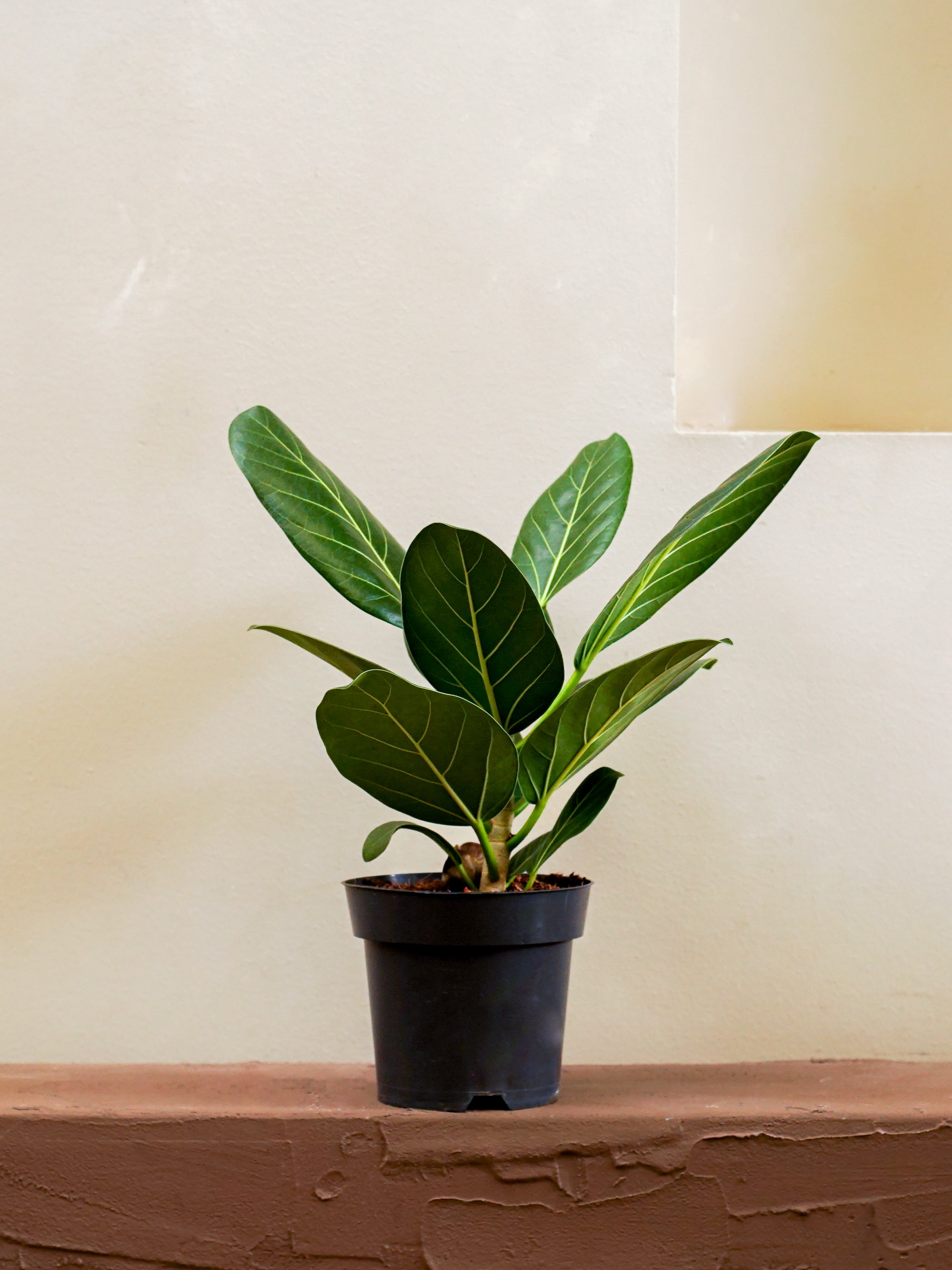 Baniyan Plant